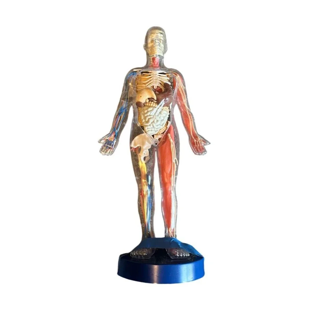 Human Body Model with Tray Removable Human Torso and Body‎ Parts